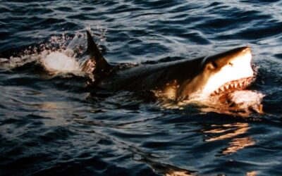 ISTING A SHARK ATTACK